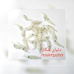 طعمه ماهیگیری میگو